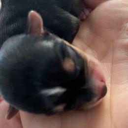 Yorkshire Terrier puppies from Willow Grove Yorkie