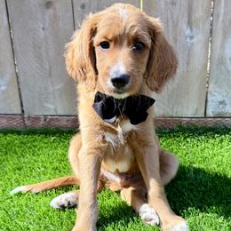 Goldendoodle puppies from Seaside Doodle Co.