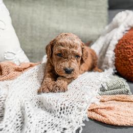 Blue collar boy - Apricot male Goldendoodle puppy in Spokane, Washington from Dream Doodles in Spokane WA