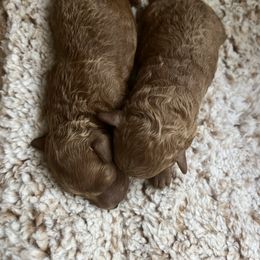 Poodle Puppies from Anna Jack