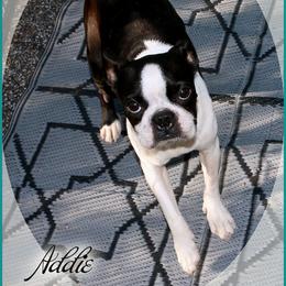 Addie - Boston Terrier