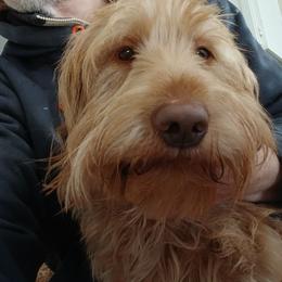 Ambassador - Apricot male Labradoodle puppy in Henderson, Nevada from Hills labradoodles
