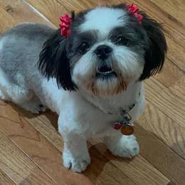 Shih Tzus from Avo Furbabies
