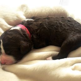 "Peppermint Patty" (Pink Collar) - Aussiedoodle puppy from Friendship Family Farm AussieDoodles