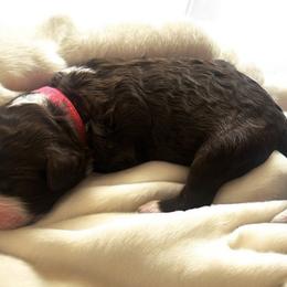 "Peppermint Patty" (Pink Collar) - Aussiedoodle puppy from Friendship Family Farm AussieDoodles