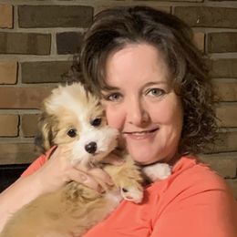 Bernedoodle Puppies from Mini Bernedoodle Babies- Indiana