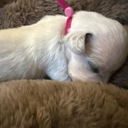 Love bug - White and black female Dalmatian puppy in Fort Cavasos, Texas from Mainstreet Dalmation