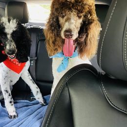 Goldendoodle Puppies from Labradoodleday