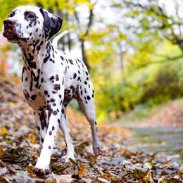 Polka - Dalmatian