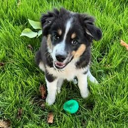 Captain Muffin - Australian Shepherd puppy from KMooreAussies