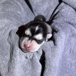Aspen - Black and white female Siberian Husky puppy in Avoca, Michigan from Repurposed Paradise Farm