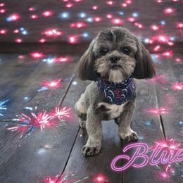 Blu - Shih Tzu