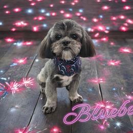 Blu - Shih Tzu