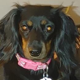 Dachshunds from Rose Jackson
