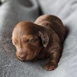 Chocolate Based Red Boy - Dapple male Dachshund puppy in Woodland, Washington from SJs Dachshunds