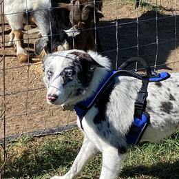 Beaux - Border Collie