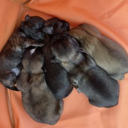 Shih Tzu Puppies from Sun Shih Tzu