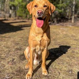 Labrador Retriever All Grown Up from Climbing Stone Labradors