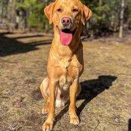 Labrador Retriever All Grown Up from Climbing Stone Labradors