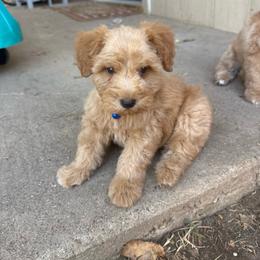 Espresso - Wheaten male Miniature Schnauzer puppy in Fort Worth, Texas from Sissy’s Schnauzers