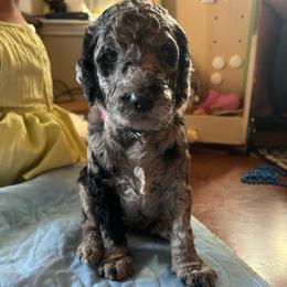 Rebekah (Pink Collar) - Gray female Poodle puppy in Austin, Texas from Haylee’s Pups & Paws