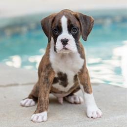 Peeta Mellark (Peeta) - Brindle male Boxer puppy in Georgia from Stephanie’s Boxers