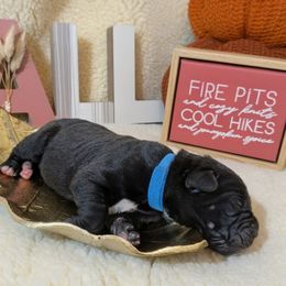 Boy 2 - male Cane Corso puppy in Franktown, Colorado from Earth and Ship Cane Corso