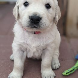 Golden Retriever Puppies from Mountain Sky Goldens
