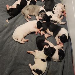 Mantle female 3 - Mantle female Great Dane puppy in Gig Harbor, Washington from Lakaya Danes