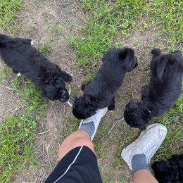 Poodle Puppies from Fluffy Doodle Farms