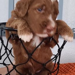 Goldendoodle and Sheepadoodle Puppies from IE Family Doodles