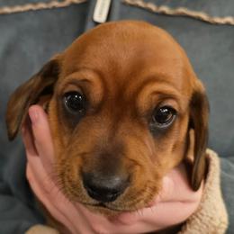 Smyth - Red male Dachshund puppy in Fruita, Colorado from 3 B's Breeding