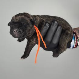 Zion - Black brindle male Cane Corso puppy in Elkhart, Indiana from Martins Almighty Cane Corsos