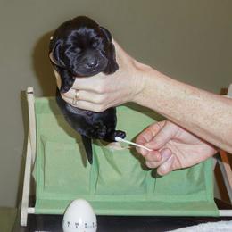 Labrador Retriever Puppies from Kingridge Kennels