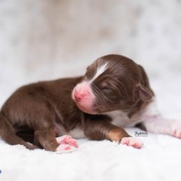 Banjo - Red tri-color male Australian Shepherd puppy in Woodford, Virginia from Skyborne Australian Shepherds