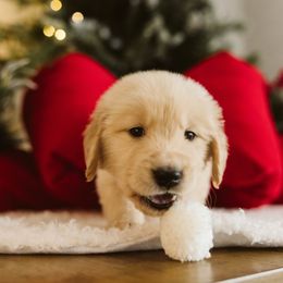 Boy 2 - male Golden Retriever puppy in Sanger, California from SDPREMIERGOLDENS