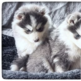 Pomsky Puppies from Foxfire Arctic Spitz