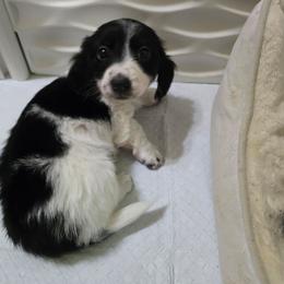 Boy 1 - Black and tan male Dachshund puppy in Great Falls, Montana from Green Dragon Kennel