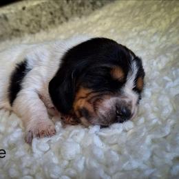 Freddie - Black brown and white male Basset Hound puppy in Mack's Creek, Missouri from Mack's Creek Basset Hounds