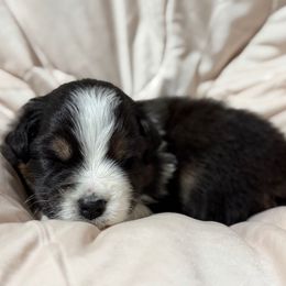 Ledger - Black tri-color male Australian Shepherd puppy in West Virginia from Mountain Trail Aussies