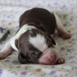 Arrow - Tri-Roan female English Springer Spaniel puppy in Winfield, Tennessee from Murphy Farms and Springers