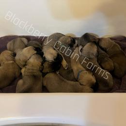 Mastiff Puppies from Blackberry Cabin Farm