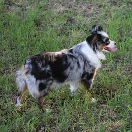 Toy Australian Shepherds from Richardson Toy and Miniature Australian Shepherds