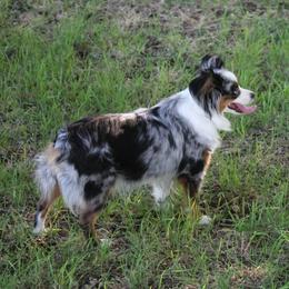 Toy Australian Shepherds from Richardson Toy and Miniature Australian Shepherds