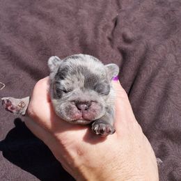 Boston Terrier and French Bulldog Puppies from Freedom Bostons
