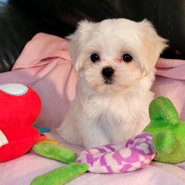 Maltese and Morkie Puppies from K and E Small Breed Puppies