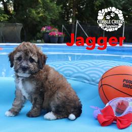 Jaggar - Sable male Bernedoodle puppy in Heyworth, Illinois from Cobble Creek Puppies