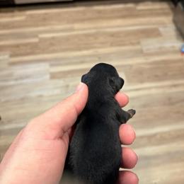 Holly (3,500) AKC LIMITED - Black and tan female Dachshund puppy in Indian Trail, North Carolina from Hilda’s Teenie Weenies