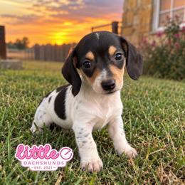 Autumn - Piebald female Dachshund puppy in Hawley, Texas from Little e Dachshunds