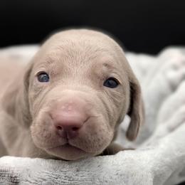 Cyndi - Silver gray female Weimaraner puppy in Evart, Michigan from Drehbar Weimaraners